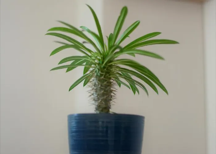 Апартаменты Haris No.2